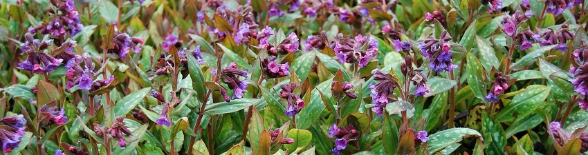 Pulmonaria banner